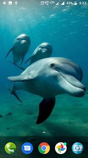 Dolphin Wallpaper Hd screenshot 8