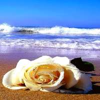 Ocean Flower Live Wallpaper أيقونة