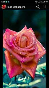 Rose Wallpapers 2 تصوير الشاشة