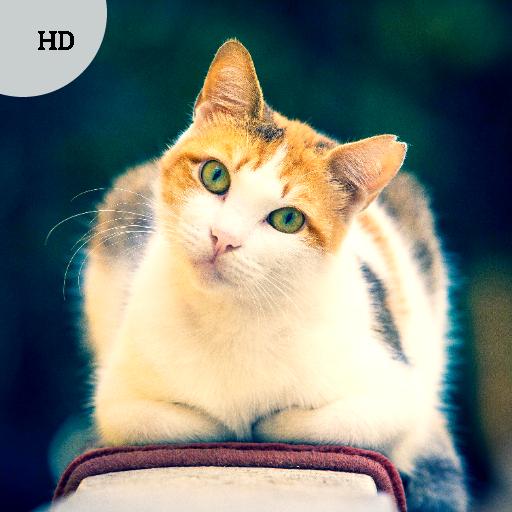 Kitten Sounds - Kitten Meow Sound icon