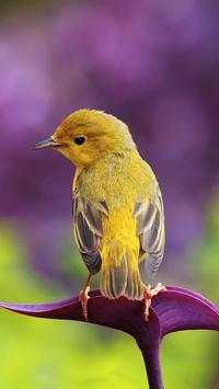 Birds HD Wallpapers स्क्रीनशॉट 7