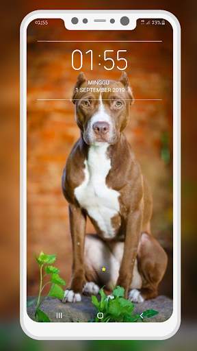 Pitbull Wallpaper screenshot 2