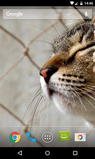 Wallpaper Cat screenshot 2