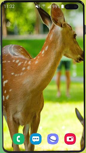 Deer Wallpaper HD screenshot 6