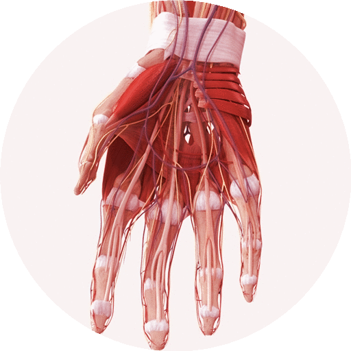 Anatomy Handbook иконка