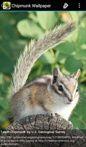 Chipmunk Wallpaper screenshot 3