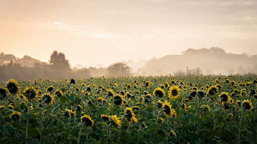 Summer Wallpapers : backgrounds hd screenshot 13