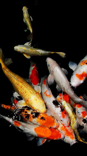 Koi Fish in the Pond screenshot 2