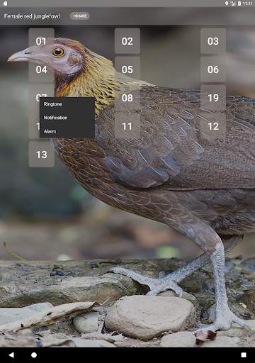 Red junglefowl Female Sound screenshot 7