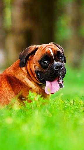 Pitbull Dog Wallpaper HD screenshot 1