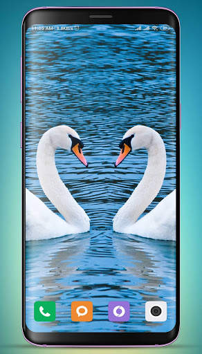 Swan Wallpaper screenshot 4
