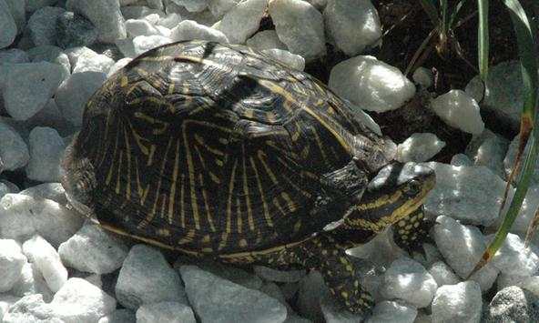 Turtle wallpapers screenshot 2