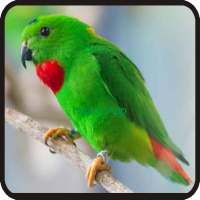 Kicau-Kicau Burung Serindit Terbaru on 9Apps