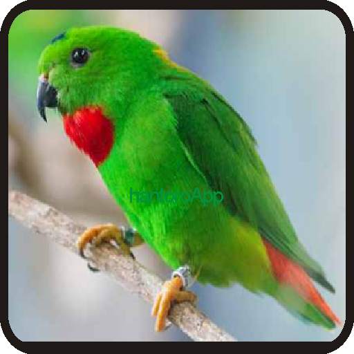 Kicau-Kicau Burung Serindit Terbaru 1.1