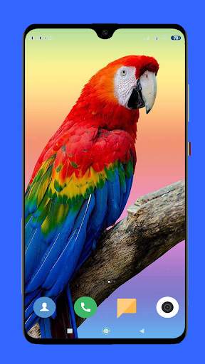 Parrot Wallpaper HD screenshot 7