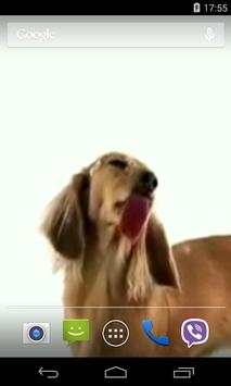 Dog Licks Screen Video LWP screenshot 2