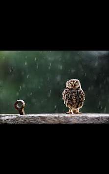 My Photo Wall Singing Bird LWP screenshot 3