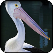 Pelican Wallpapers icon