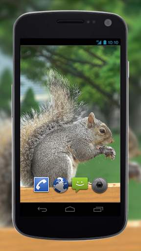 4K Park Squirrel Video Live Wallpaper screenshot 1
