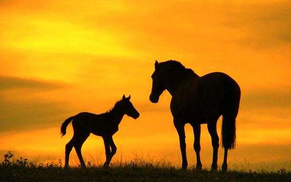 Horse Wallpapers screenshot 14