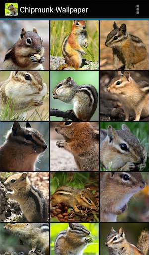 Chipmunk Wallpaper screenshot 2