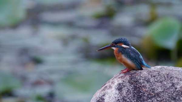 DSLR Camera HD screenshot 4