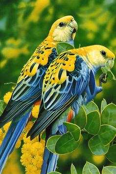 Birds Wallpaper screenshot 8