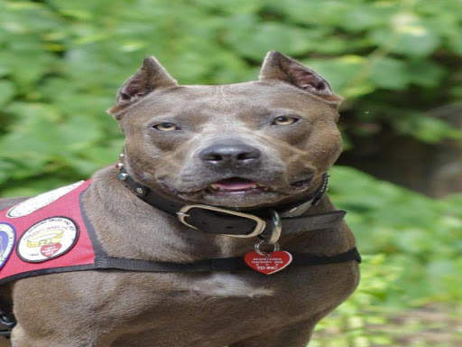 Pitbull Images 1 تصوير الشاشة