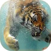 Tiger Live Wallpaper 1.1.2