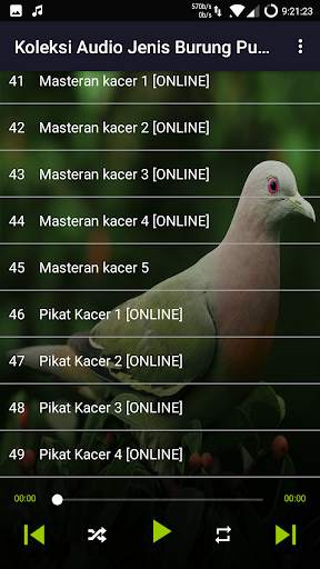 Suara Punai: Green Pigeon screenshot 7
