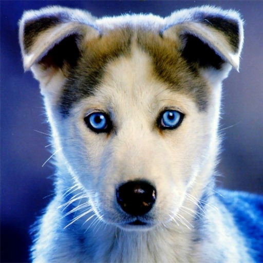 Husky puppies Wallpapers icon