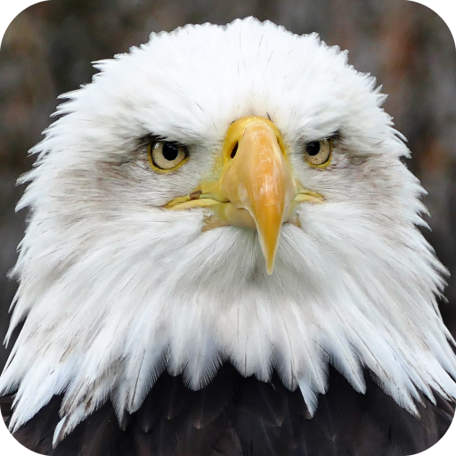 HD Eagle Wallpaper icon
