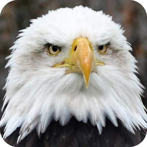 HD Eagle Wallpaper 1.01