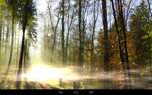 Foresta sfondo screenshot 11