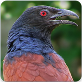 Greater Coucal Call : Greater Coucal Sound icon