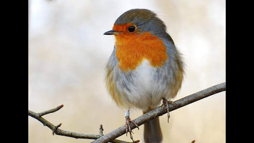 Robin. Birds Wallpapers скриншот 6