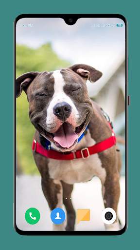 Pitbull Dog Wallpaper 4K screenshot 8