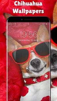 cute chihuahua screenshot 1