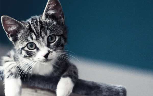 Cute Live Wallpapers ? Adorable Backgrounds screenshot 7