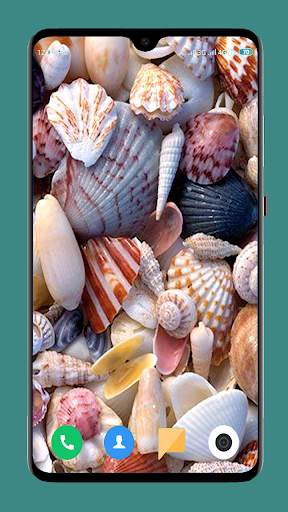HD Seashell Wallpaper screenshot 16