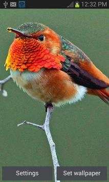 Beautiful Bird Live Wallpaper screenshot 1