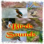 Birds Sounds icon