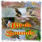 Birds Sounds 1.1