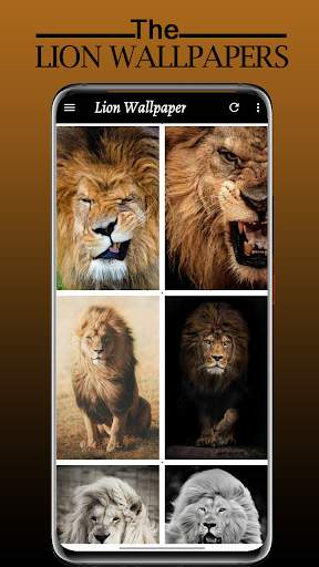 Lion Wallpaper Full HD - Sher Ka Photo Wallpaper screenshot 2