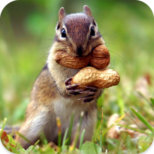 Squirrel Sounds icon