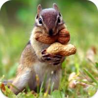 Squirrel Sounds on 9Apps