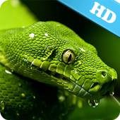Snake Live Wallpaper 1.2