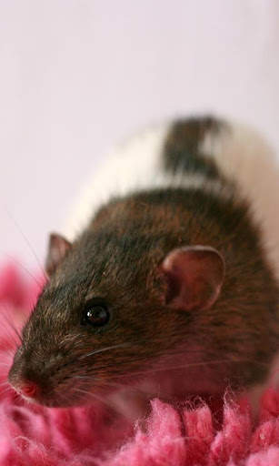 Rat Wallpaper screenshot 2