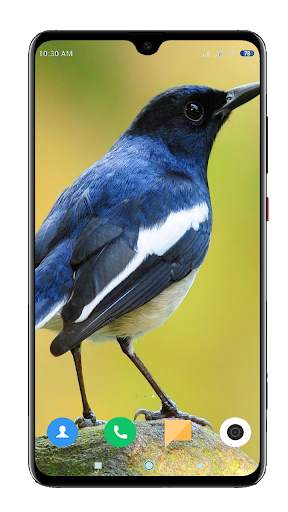 Bird Wallpaper 4K स्क्रीनशॉट 6