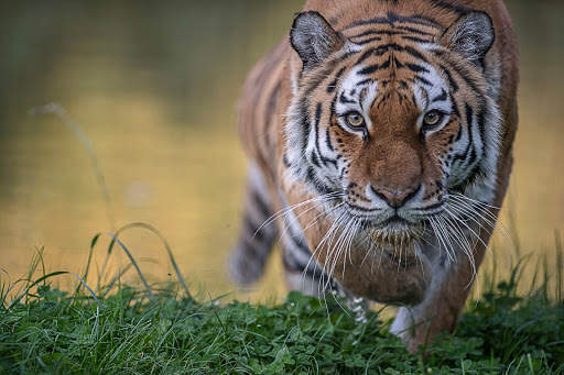 Tiger Wallpapers | hd backgrounds screenshot 19